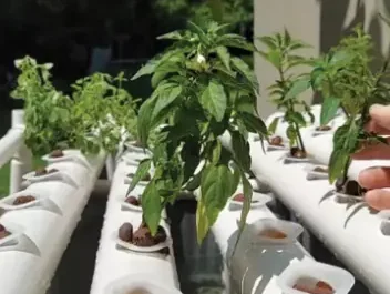 Quick-setup aquaponics farm with plants growing in PVC channels, from No Grid Survival Projects