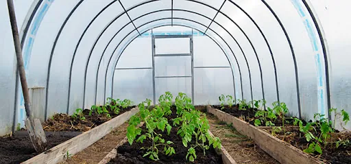 Self-sustaining hoop greenhouse with young tomato plants, a No Grid Survival Projects build